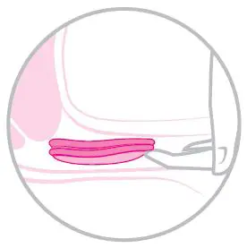 INTIMINA-ziggy-Cup-2-Reusable-Menstrual-Disc-fig- (8)