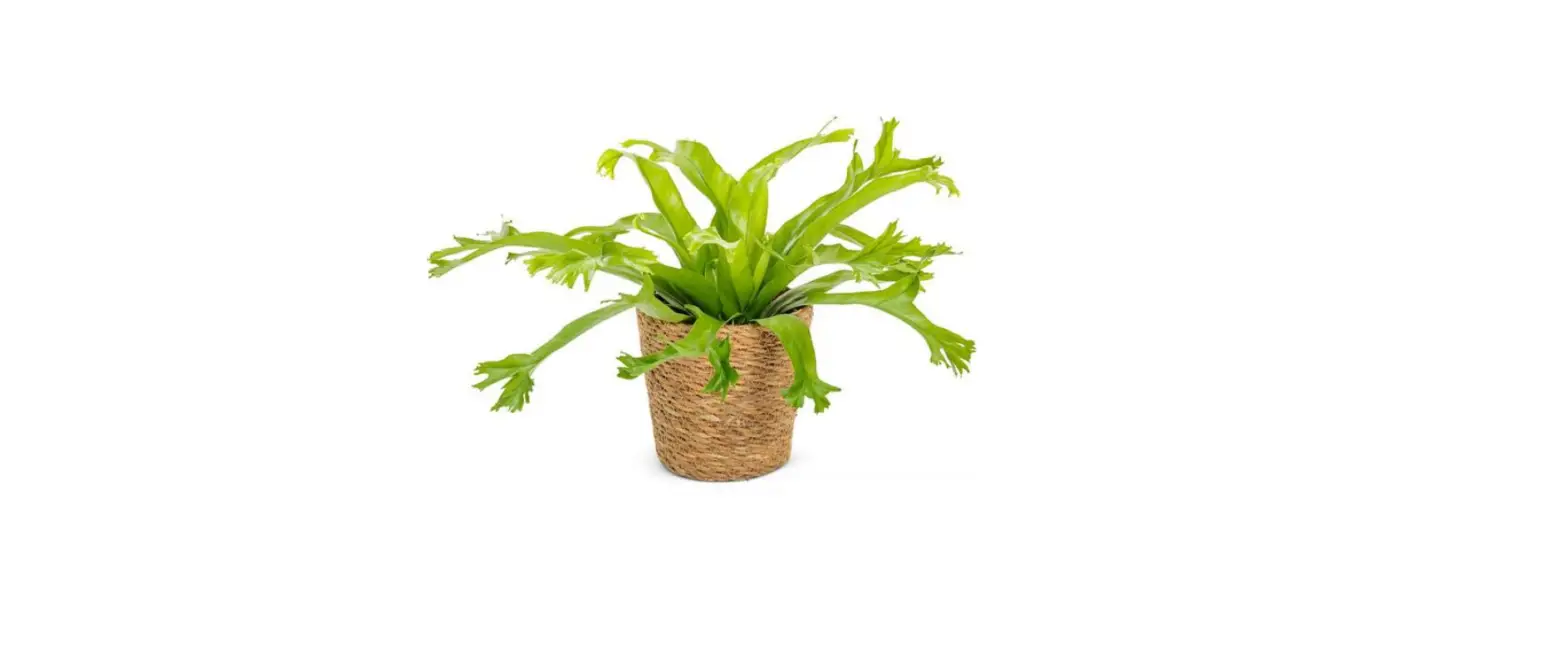 Proven Winners 5 Inch Leafjoy Living Lace Instructions