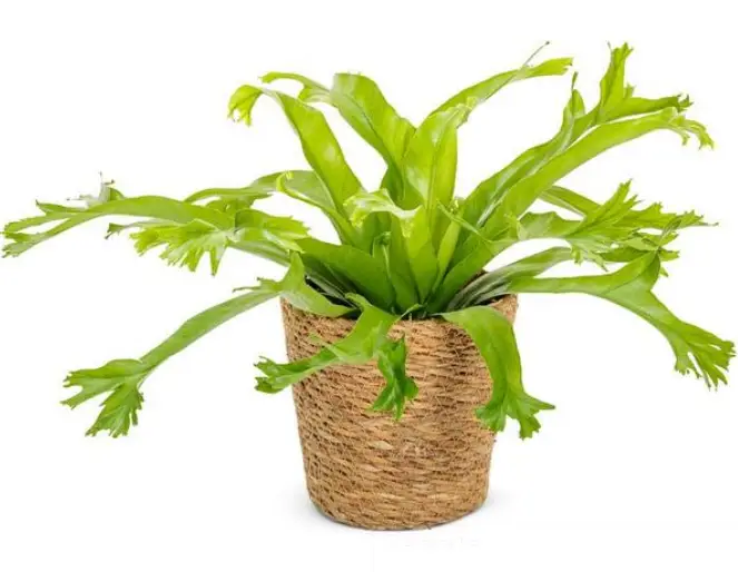 PROVEN WINNERS 5 Inch Leafjoy Living Lace