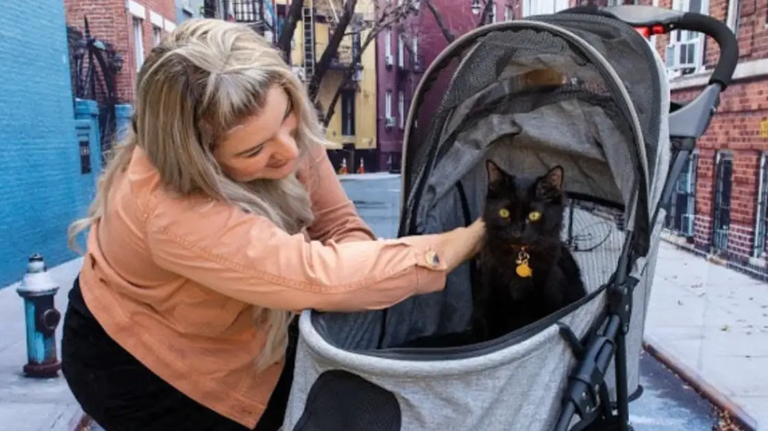 Petique Pet Stroller For Dogs And Cats Free Rain Cover Instruction Manual Petique Pet Stroller For Dogs And Cats Free Rain Cover Instruction Manual