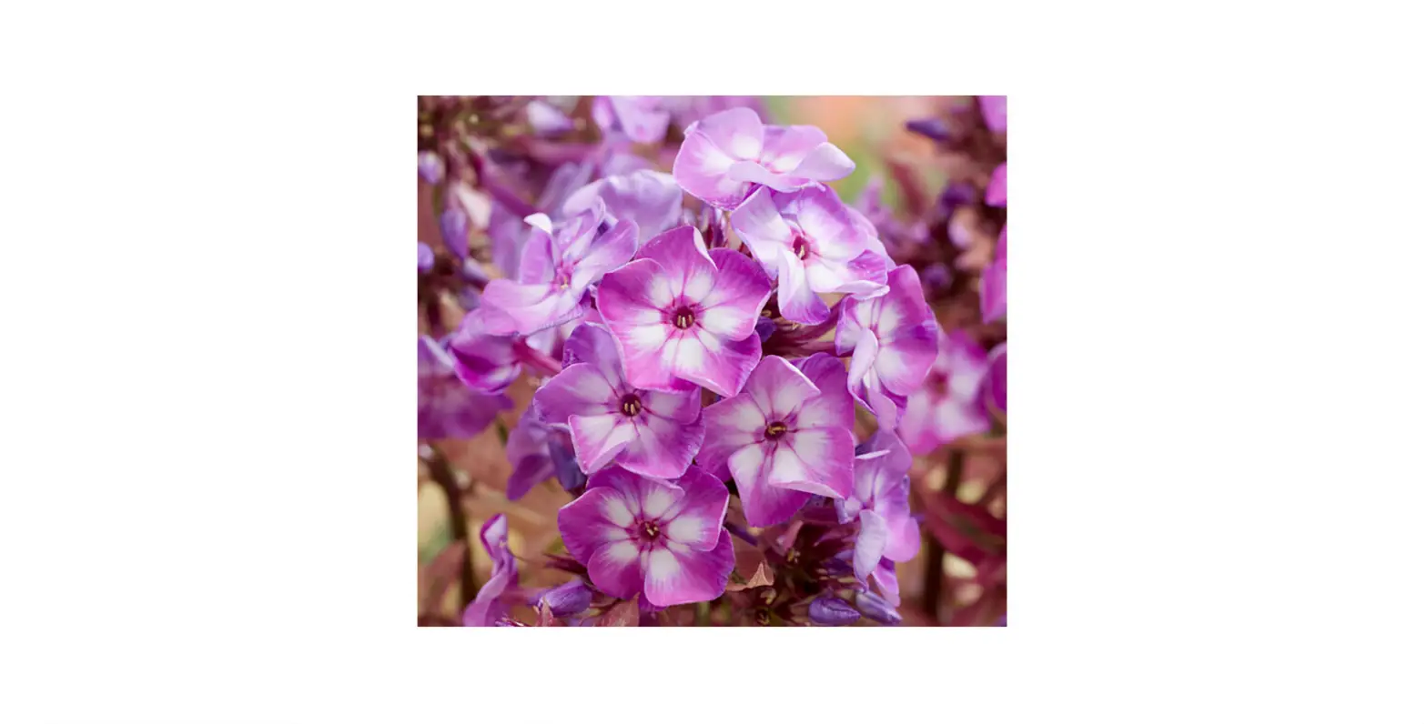 Van Zyverden Multicolor Tall Phlox Olympus Bulbs Bagged 3 Count Instructions