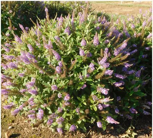 VAN-ZYVERDEN-84580-Purple-Bloomables-Butterfly-Bush-Dapper-Lavender-Bulbs-PRODUCT