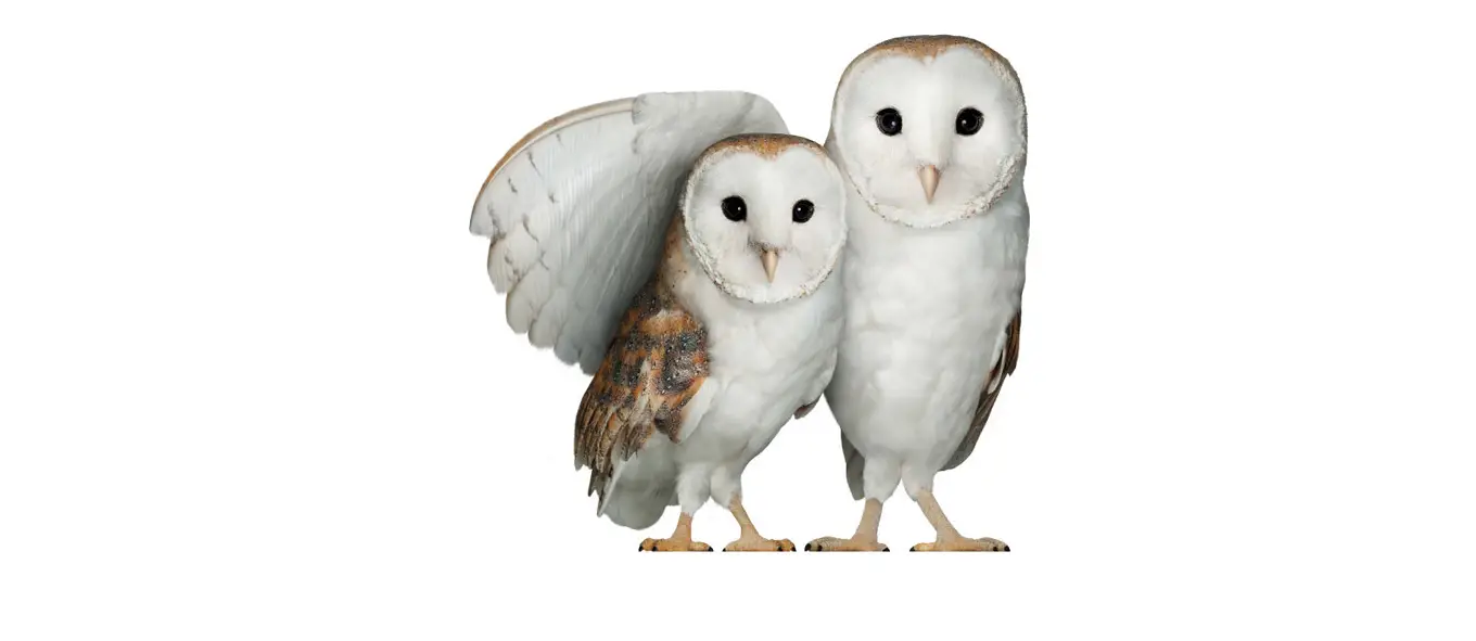 Telus Wise Social Media And Messaging Apps User Guide