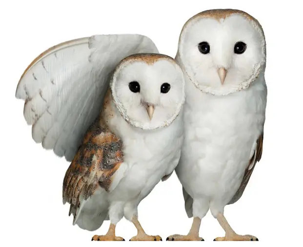 TELUS-Wise-Social-Media-and-Messaging-Apps-PRODUCT