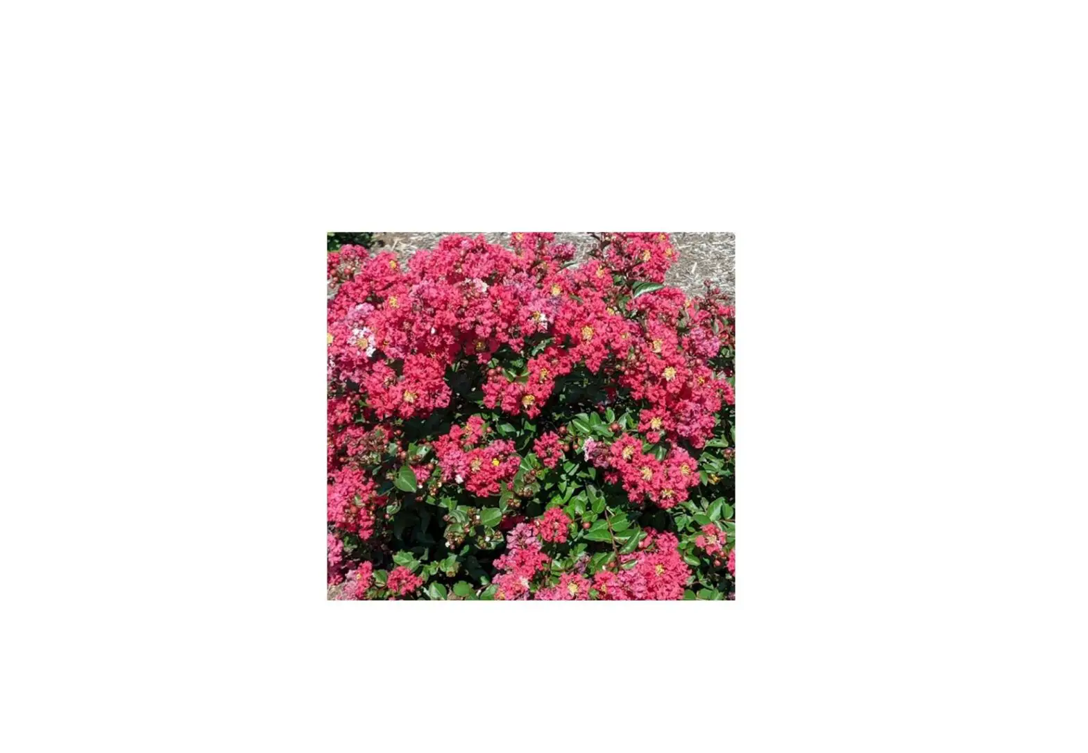 Van Zyverden 84582 Bloomables Grape Myrtle Bellini Strawberry Bulbs Instructions Van Zyverden 84582 Bloomables Grape Myrtle Bellini Strawberry Bulbs Instructions