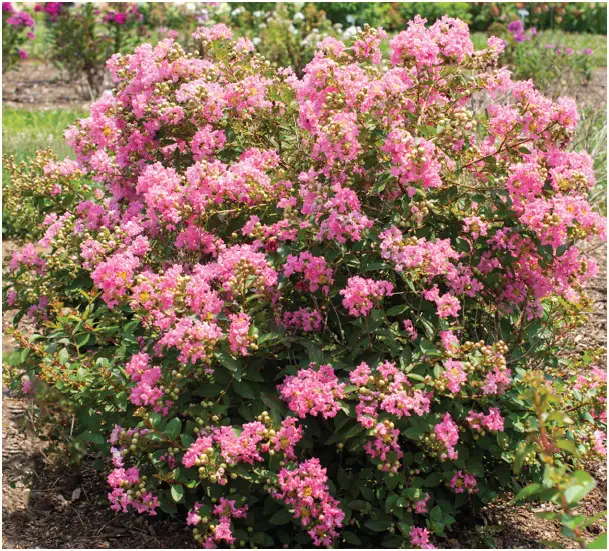 VAN-ZYVERDEN-84583-Bloom-Ables-Crape-Myrtle-Bellini-Guava-PRODACT-IMG
