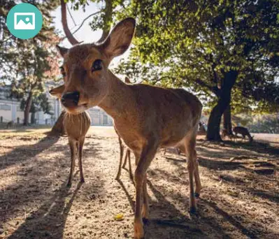 RED LEAF RD3019 Pro 4K WiFi Trail Camera - 30MP Ultra