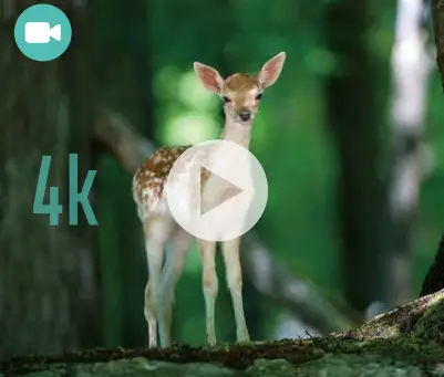 RED LEAF RD3019 Pro 4K WiFi Trail Camera - 4K Full HD Video Record