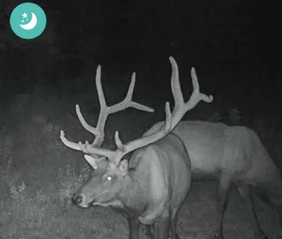 RED LEAF RD3019 Pro 4K WiFi Trail Camera - 850nm No