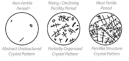 Ovuscope-OS-100-Microscope-FIG-8