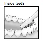 inside teeth