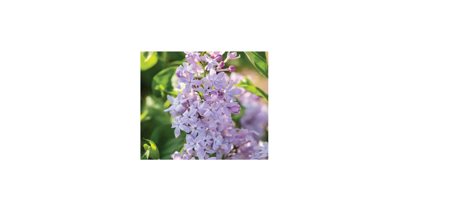 Van Zyverden 84586 Bloom Ables Lilac New Age Lavender Instructions Van Zyverden 84586 Bloom Ables Lilac New Age Lavender Instructions