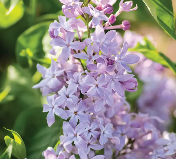 VAN-ZYVERDEN-84586-Bloom-Ables-Lilac-New-Age-Lavender-PRODUCT