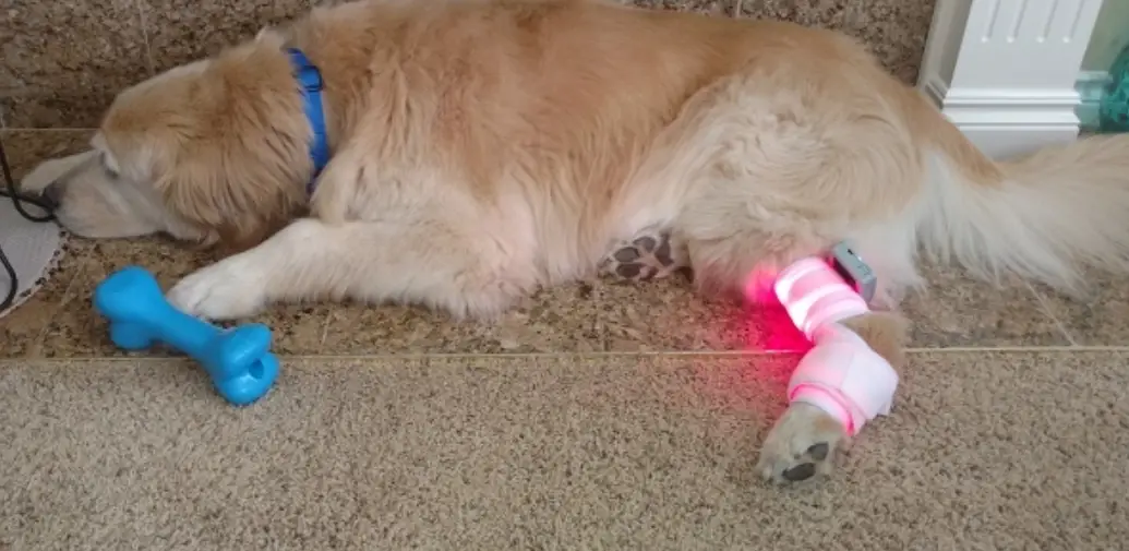 Spectro A-100 Canine/feline Laserwrap User Manual