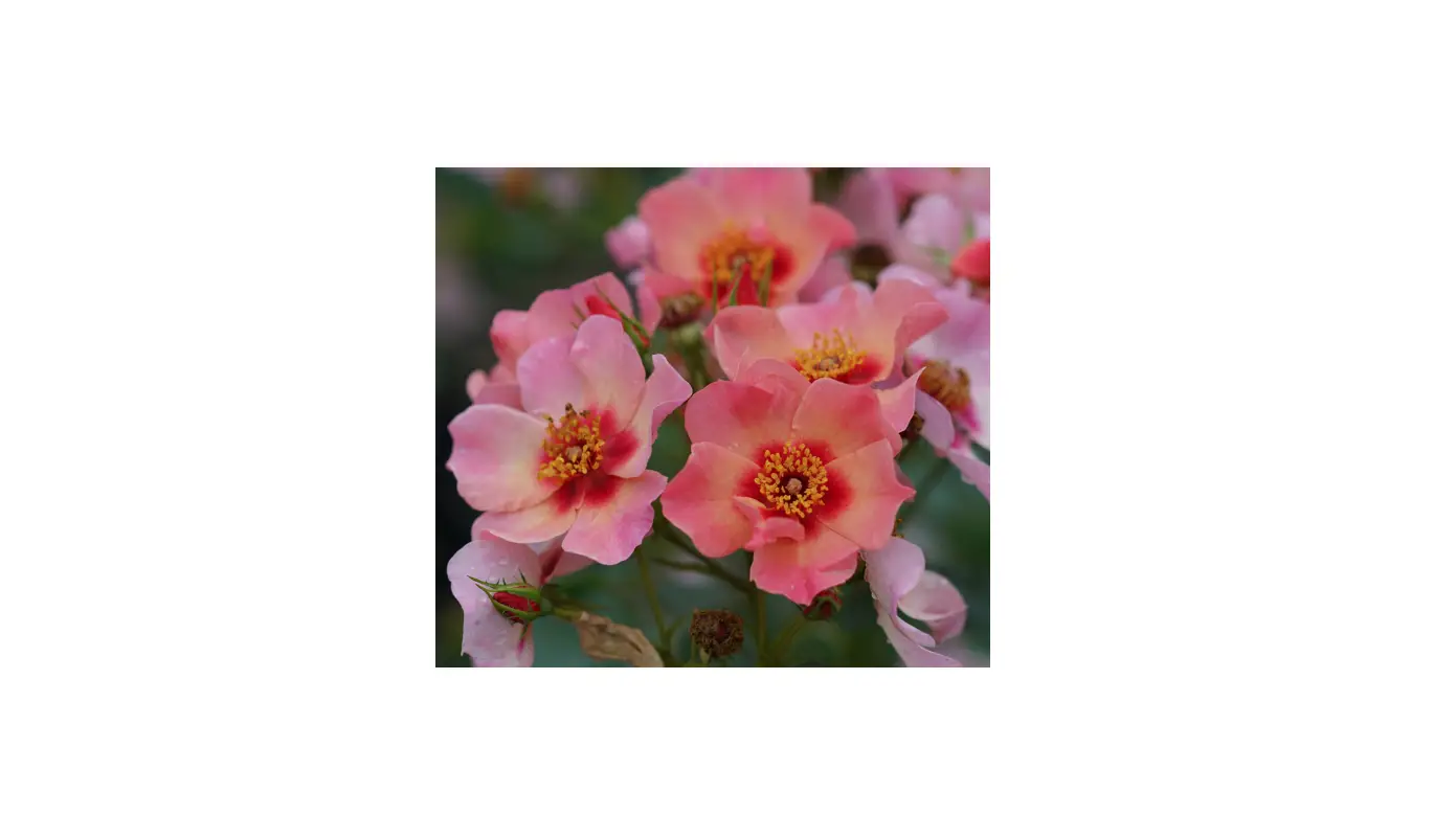 Van Zyverden 84597 Multicolor Bulbs Pot Instructions Van Zyverden 84597 Multicolor Bulbs Pot Instructions