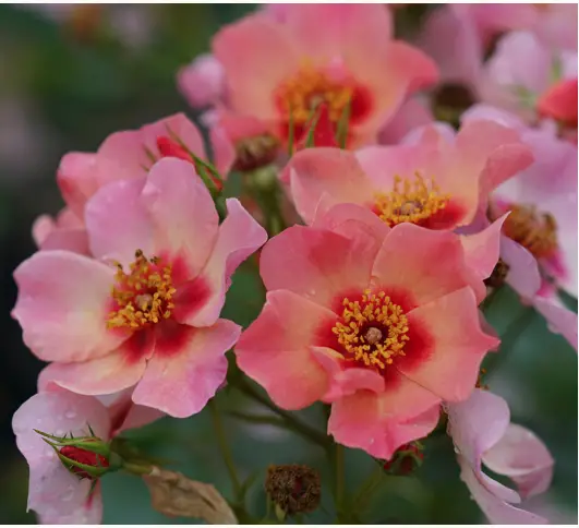 VAN-ZYVERDEN-84597-Multicolor-Bulbs-Pot-PRO