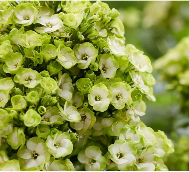 VAN-ZYVERDEN-84576-Tall-Phlox-Orchid-Green-PRODUCT