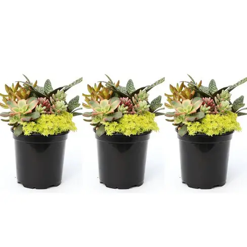 National Plant Network Tsc7678 Living Canvas Sunkissed Bliss Succulent Instructions