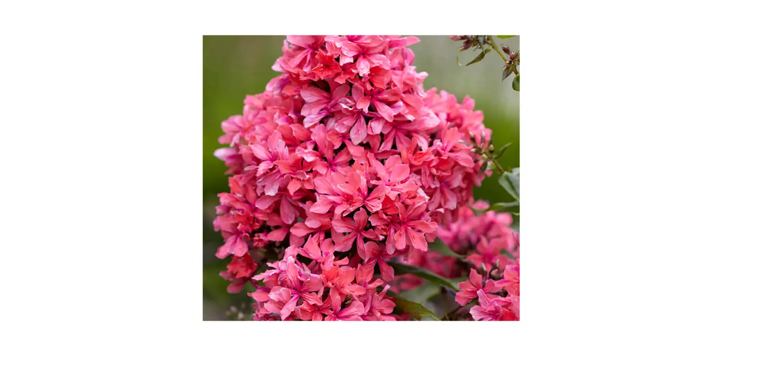 Van Zyverden 84573 Tall Phlox Paniculata Cleopatra Set Instructions