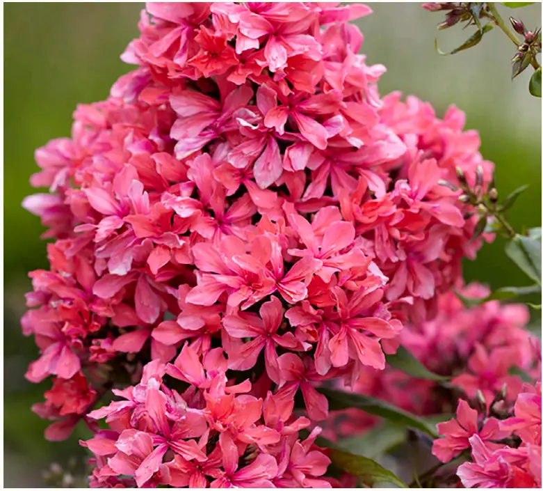 VAN-ZYVERDEN-84573-Tall-Phlox-Paniculata-Cleopatra-Set-PRODUCT