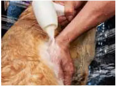 ella-Bubbles-Infusion-Microbubble-Therapy-Dog-or-Pet-Walk-In-Spa-black-14