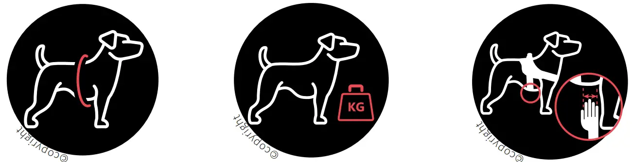 dogs Weight