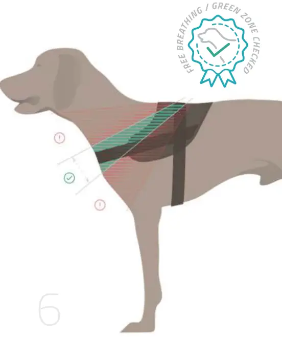 Free Movement For The
Front Legs.