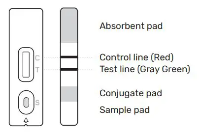 FORA COVID-19 Antigen Rapid Test Instruction Manual - TEST PRINCIPLE