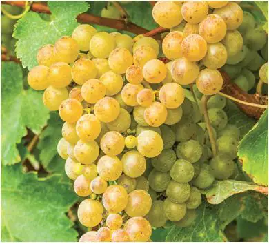 VAN-ZYVERDEN-84565-Premium-Grafted-Grape-Vine-Sauvignon-Blanc-product