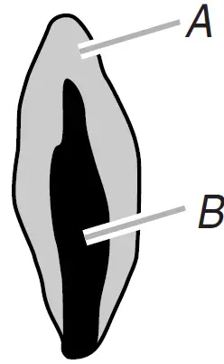 Whirlpool WFG505M0MWH Freestanding Gas Ranges 21