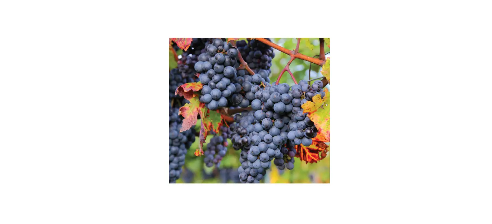 Van Zyverden 84563 Premium Grafted Grape Vine Zinfandel Instructions