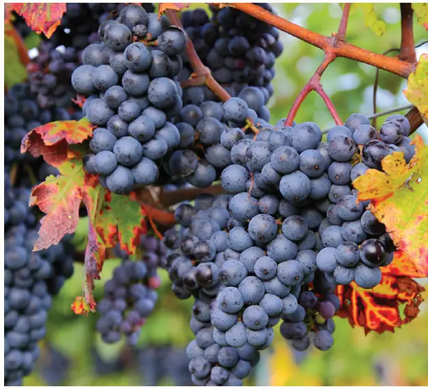 VAN-ZYVERDEN-84563-Premium-Grafted-Grape-Vine-Zinfandel-fig- (2)