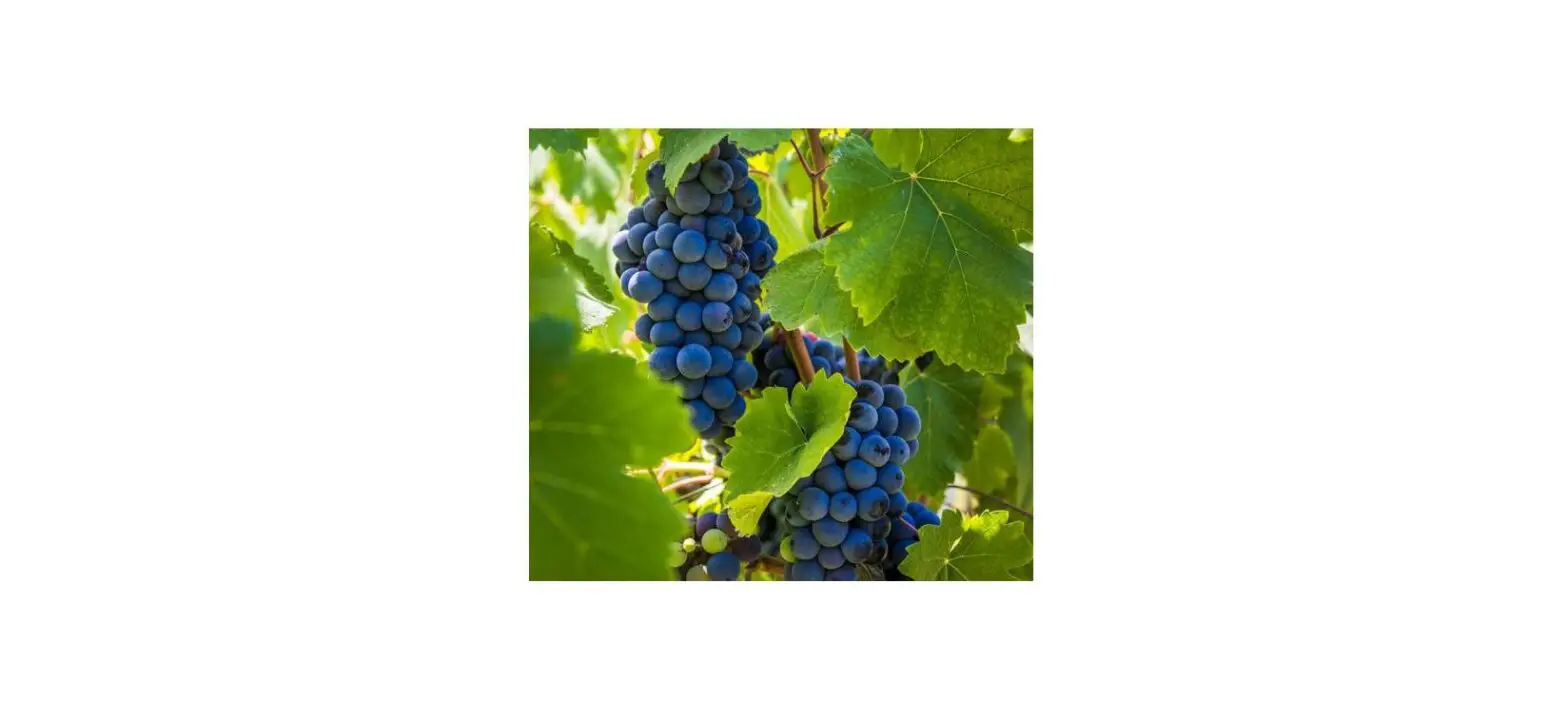 Van Zyverden 84561 Premium Grafted Grape Vine Cabernet Sauvignon Instruction Manual Van Zyverden 84561 Premium Grafted Grape Vine Cabernet Sauvignon Instruction Manual