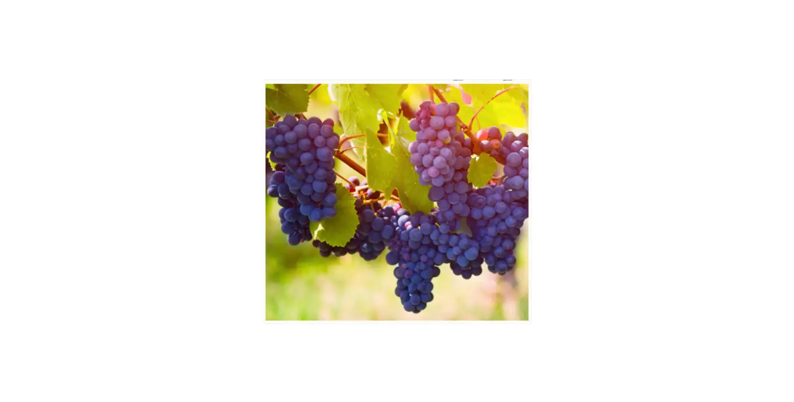 Van Zyverden 84562 Premium Grafted Grape Vine Pinot Noir Instructions