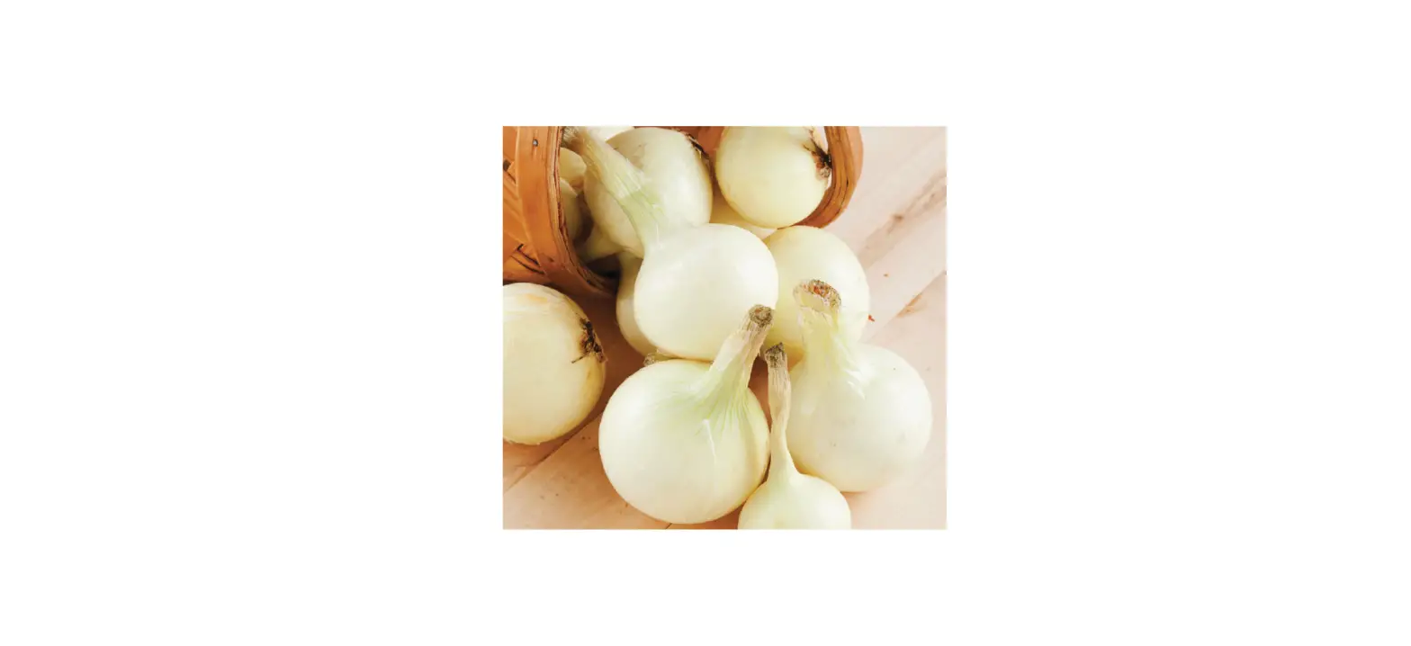 Van Zyverden 84559 White Onion Set White Bulbs Bagged Instructions Van Zyverden 84559 White Onion Set White Bulbs Bagged Instructions