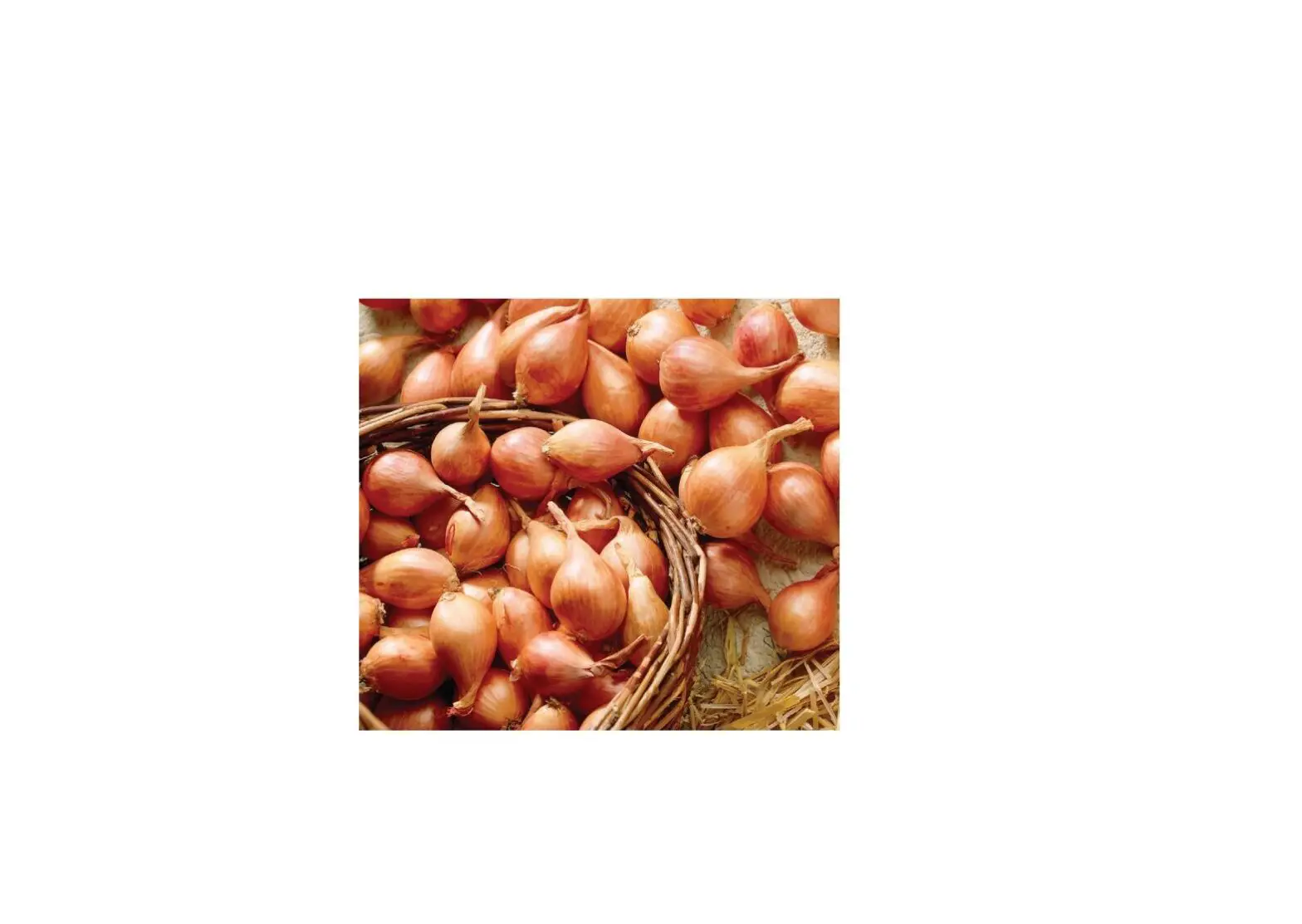 Van Zyverden 84560 Dutch Shallots Yellow Instructions