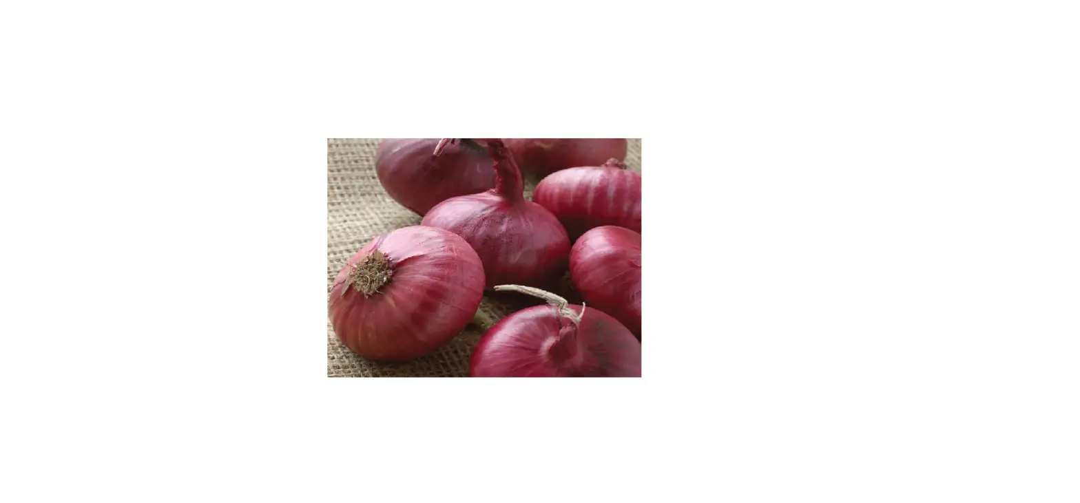 Van Zyverden 84558 Onion Sets Red Instructions