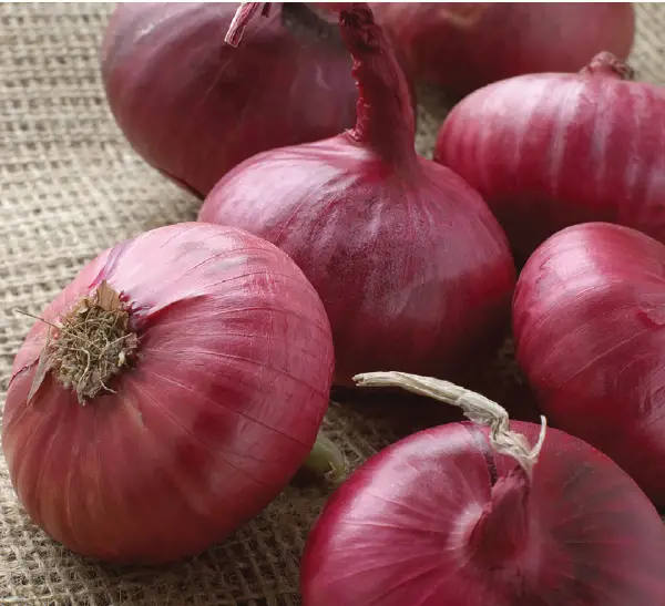 VAN-ZYVERDEN-84558-Onion-Sets-Red-PRODUCT