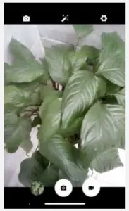 a close up of a flower