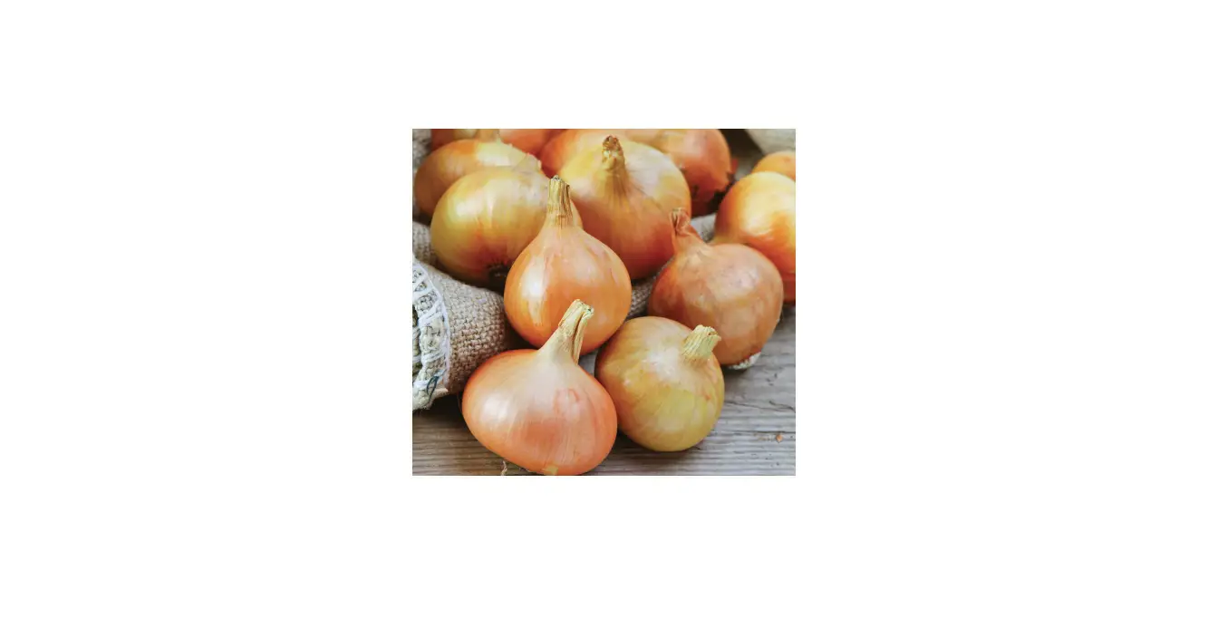 Van Zyverden 84557 Onion Set Yellow Instructions