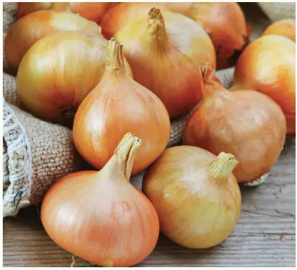 VAN-ZYVERDEN-84557-Onion-Set-Yellow-PRO