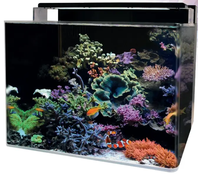 BlueMarine Reef 120 Coral Tank