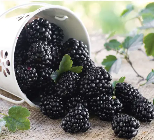 VAN-ZYVERDEN-84553-Blackberry-Thornless-Triple-Crown-PRODUCT