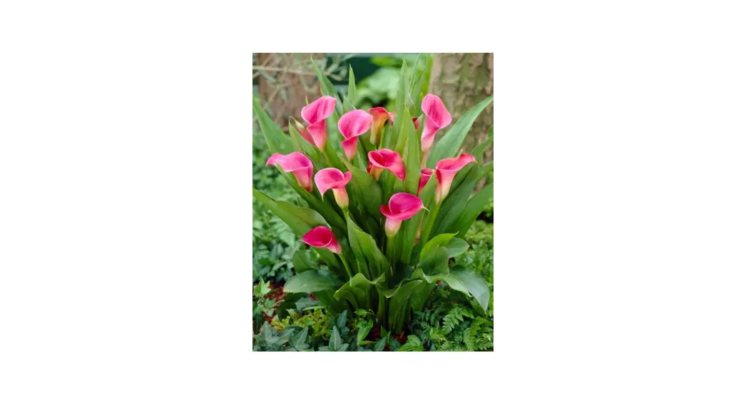 Roberta S Gardens Colorful Calla Collection Flower User Guide