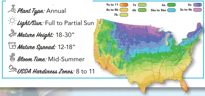 ROBERTA S GARDENS Colorful Calla Collection Flower - fig