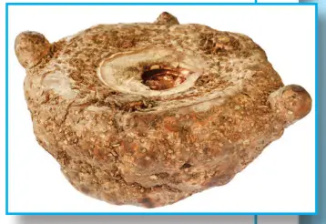 ROBERTA S GARDENS Colorful Calla Collection Flower - fig1