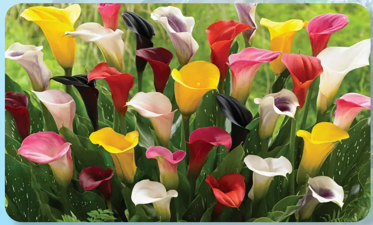 ROBERTA S GARDENS Colorful Calla Collection Flower