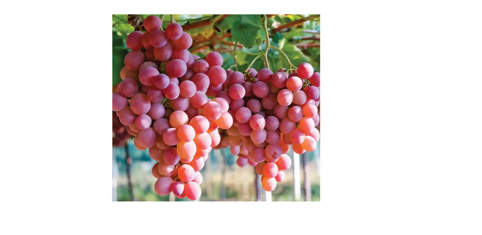 Van Zyverden 84550 Grapes Einset Seedless Instructions Van Zyverden 84550 Grapes Einset Seedless Instructions