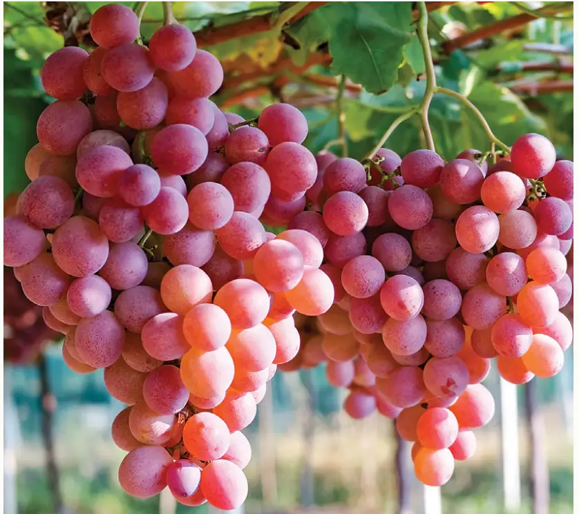 VAN-ZYVERDEN-84550-Grapes-Einset-Seedless-PRODUCT