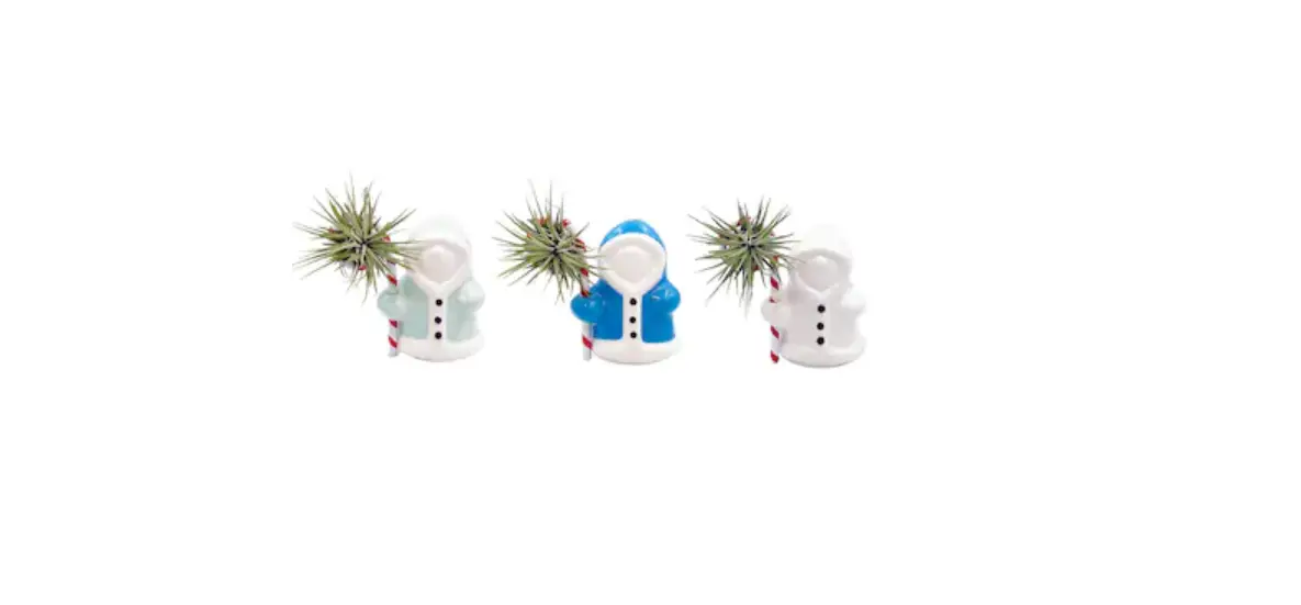 Livetrends Asb05952 Polar Patrol Live Air Plant 3-pack In 2.5-in Planter User Manual Livetrends Asb05952 Polar Patrol Live Air Plant 3-pack In 2.5-in Planter User Manual